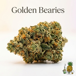 Golden Bearies cannabis strain