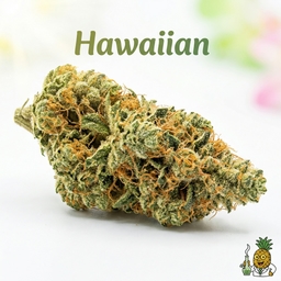 Hawaiian cannabis strain