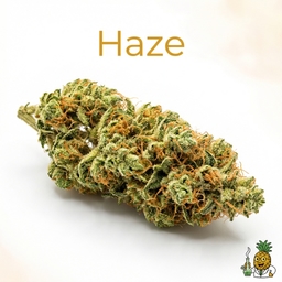 Haze cannabis strain
