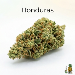 Honduras cannabis strain