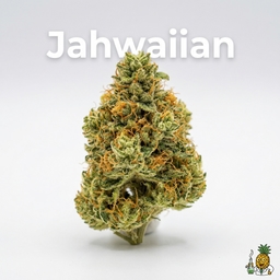 Jahwaiian cannabis strain