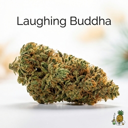 Laughing Buddha cannabis strain