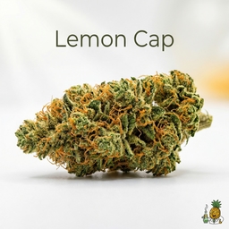 Lemon Cap cannabis strain