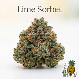 Lime Sorbet cannabis strain