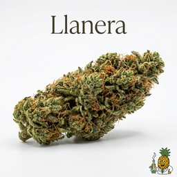 Llanera cannabis strain