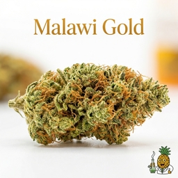 Malawi Gold cannabis strain