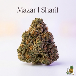 Mazar I Sharif cannabis strain