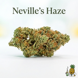 Neville's Haze cannabis strain
