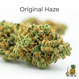 Original Haze cannabis strain