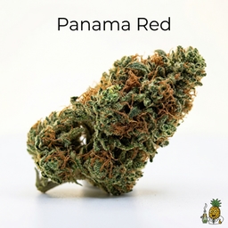 Panama Red cannabis strain