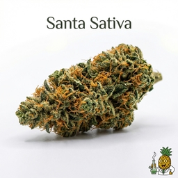 Santa Sativa cannabis strain