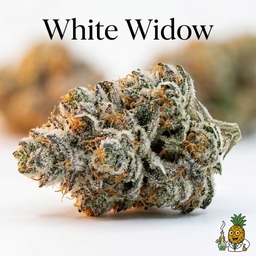 White Widow cannabis strain